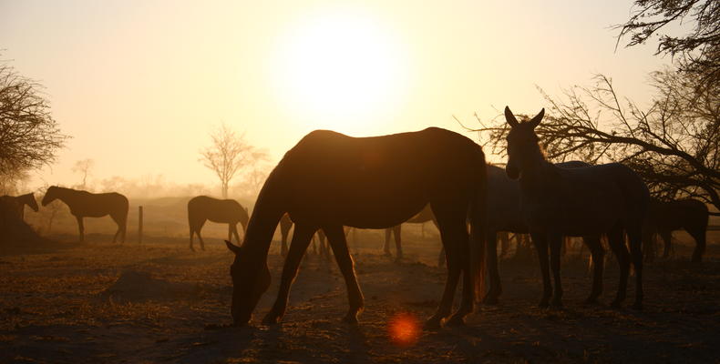 Horses at sunset